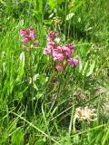 Pedicularis nordmanniana