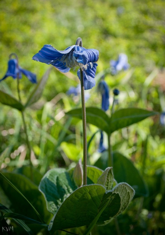 Изображение особи Clematis integrifolia.