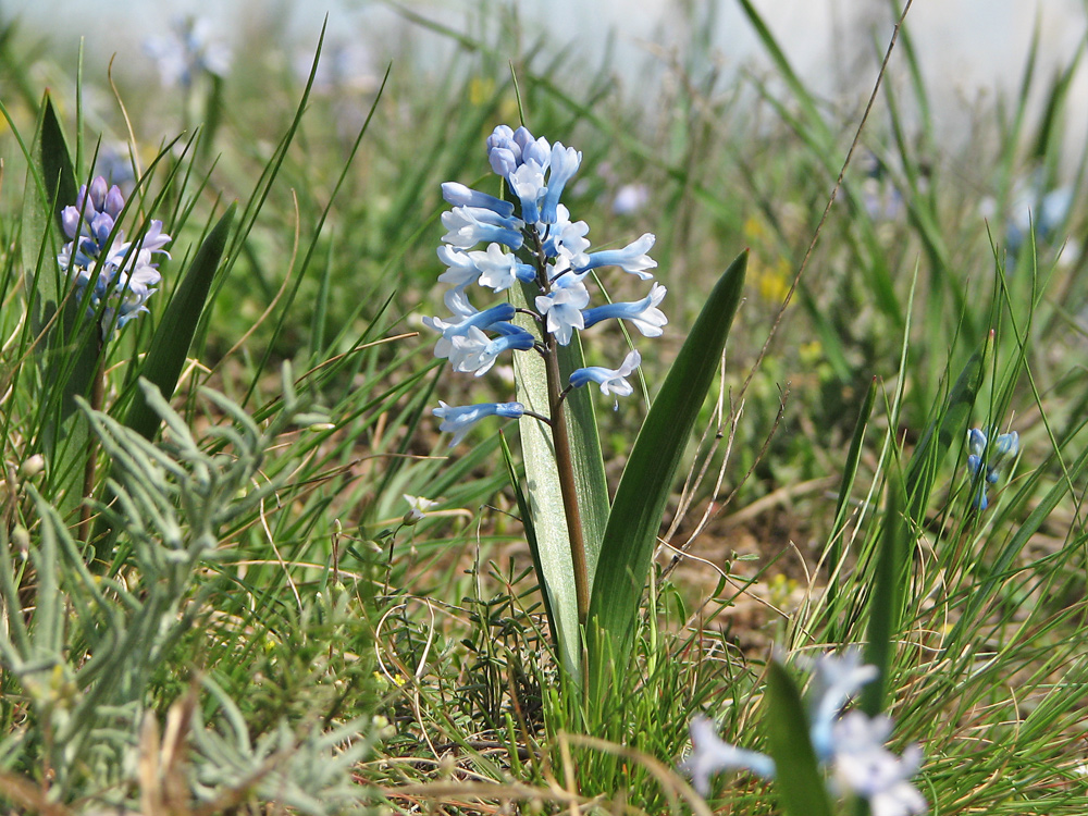 Image of Hyacinthella pallasiana specimen.