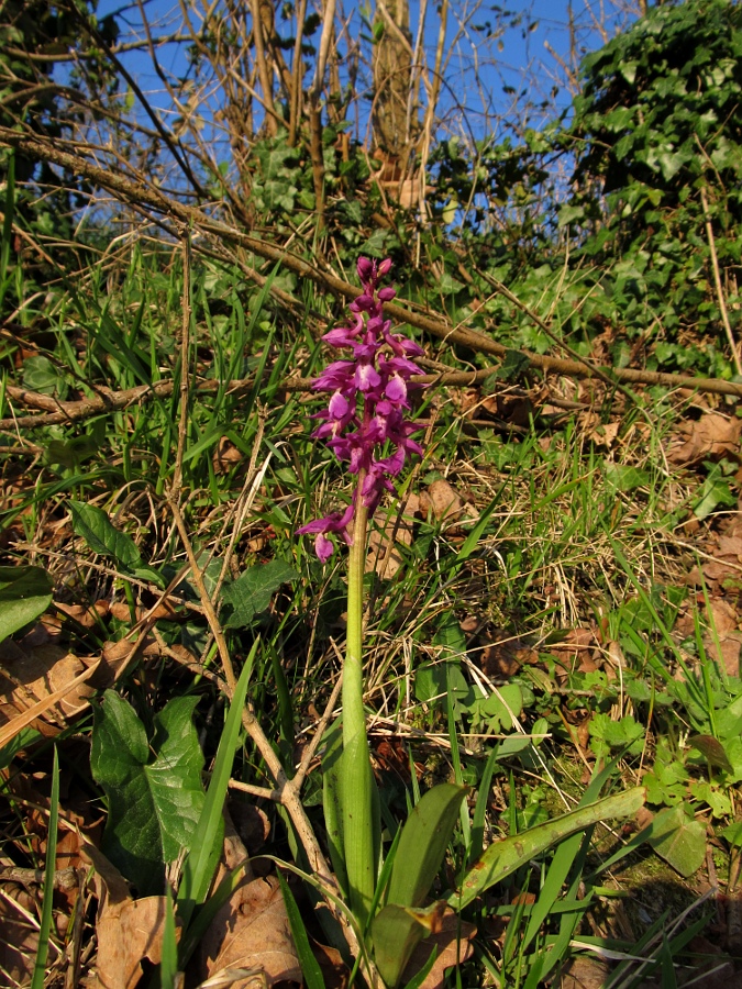 Изображение особи Orchis mascula.