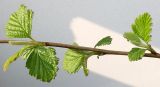 Holodiscus discolor. Часть ветви с раскрывающимися листьями. Германия, г. Кемпен, в парке. 03.04.2012.