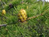 Larix sukaczewii