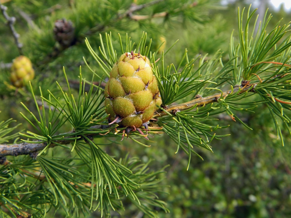 Изображение особи Larix sukaczewii.