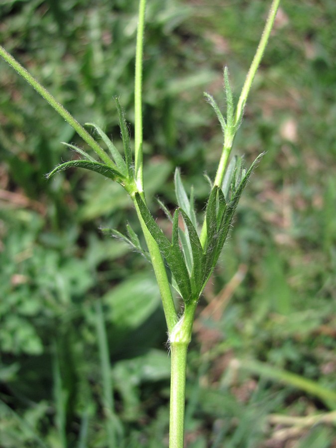 Изображение особи Ranunculus dissectus.