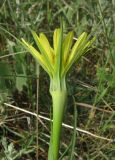 Tragopogon dubius. Соцветие сбоку. Крым, окр. Феодосии, Лисья бухта. 8 мая 2012 г.