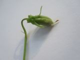 Image of taxon representative. Author is Елена Журба