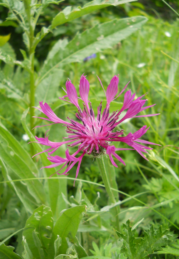 Image of Centaurea fuscomarginata specimen.
