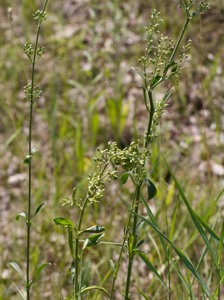 Изображение особи Silene borysthenica.