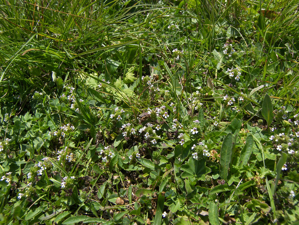 Изображение особи Euphrasia amblyodonta.