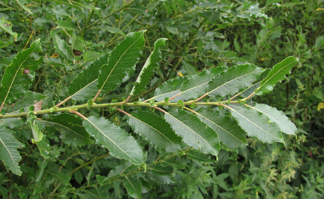 Изображение особи Salix myrsinifolia.