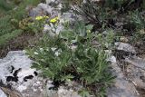 Potentilla pedata. Цветущее растение. Южный Казахстан, каньон Даубаба, правый берег. 05.05.2012.