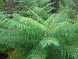 Rhus typhina f. laciniata