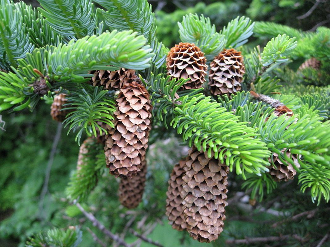 Изображение особи Picea ajanensis.