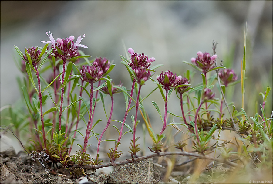 Изображение особи Thymus moldavicus.