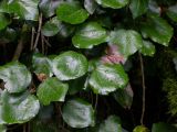 Hedera colchica