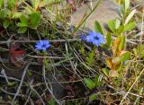 Gentiana prostrata