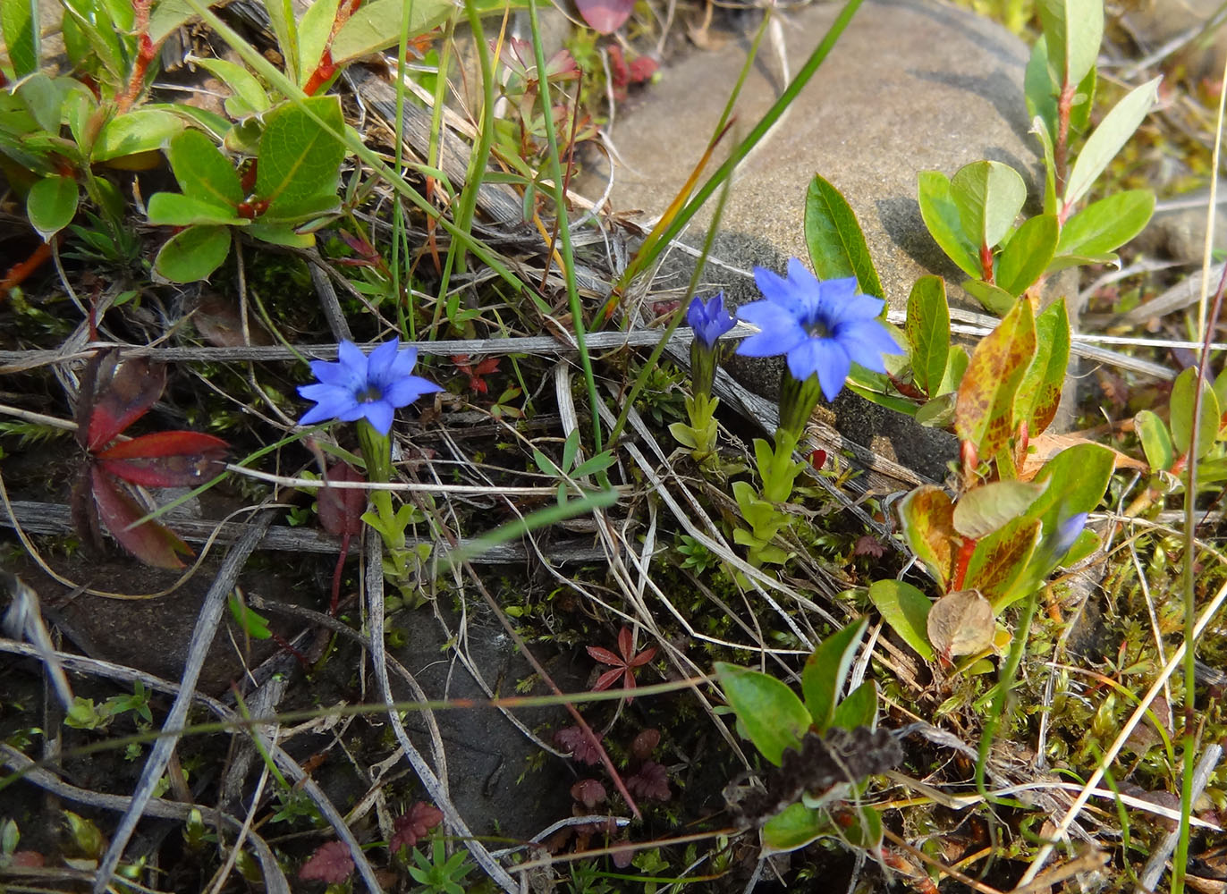 Image of Gentiana prostrata specimen.