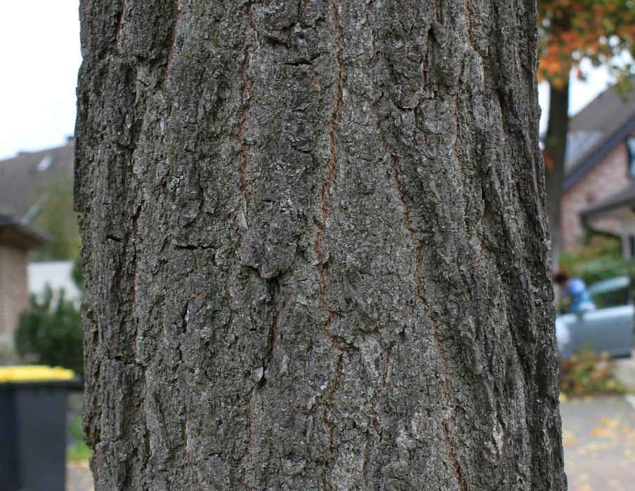 Image of Liquidambar styraciflua specimen.