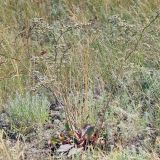 Goniolimon elatum