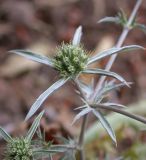 Eryngium creticum. Соцветие. Israel, Mount Carmel. Апрель 2008 г.