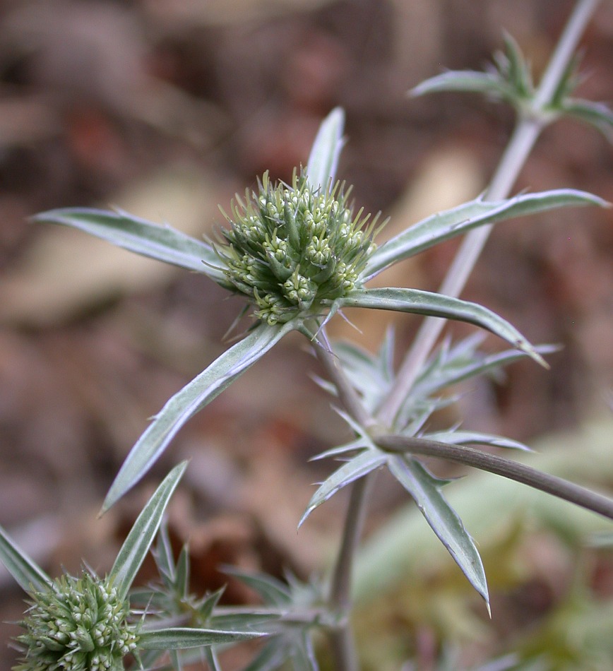 Изображение особи Eryngium creticum.