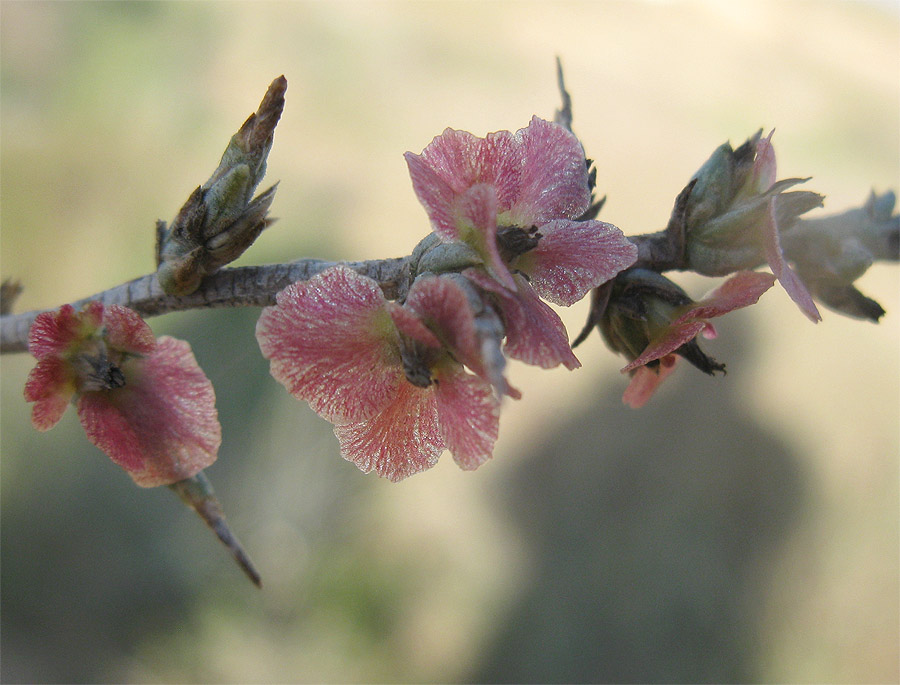 Изображение особи Noaea mucronata.