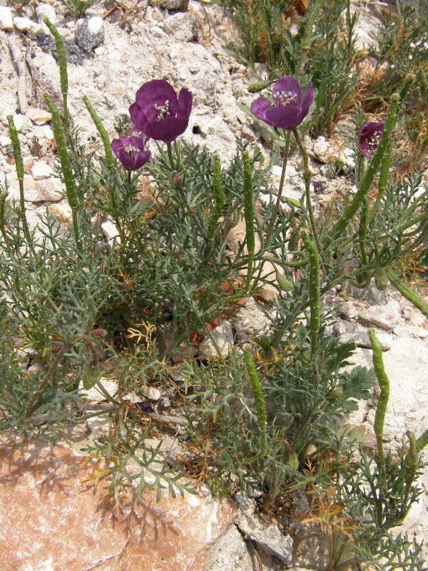 Изображение особи Roemeria hybrida.
