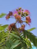 Albizia julibrissin. Распустившиеся и нераспустившиеся соцветия. Узбекистан, Самаркандская обл., архитектурный комплекс Имама Аль-Бухари. 30.07.2012.