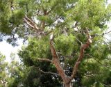 Pinus halepensis. Средняя часть кроны. Монако, Монако-Вилль, на обрыве скалы у Дворцовой Площади. 19.06.2012.