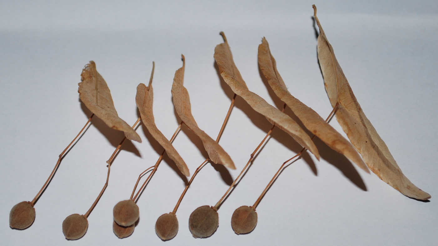 Image of Tilia cordifolia specimen.