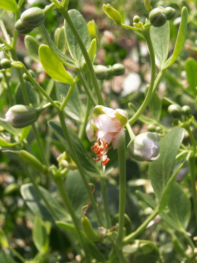 Image of Zygophyllum oxianum specimen.