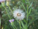 Erigeron orientalis