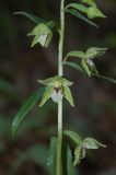 Epipactis persica. Часть соцветия. Карачаево-Черкесская Республика, Карачаевский р-н, ущелье Муруджу. 21.07.2012.