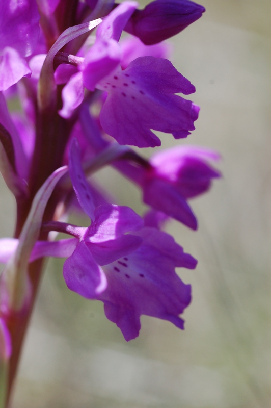 Image of Orchis mascula specimen.