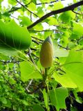 Liriodendron tulipifera