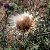 Cirsium vulgare. Соплодие. Франция, регион Лангедок-Руссильон, департамент Од, округ Каркассон, г. Каркассон, пустырь. 19.07.2012.