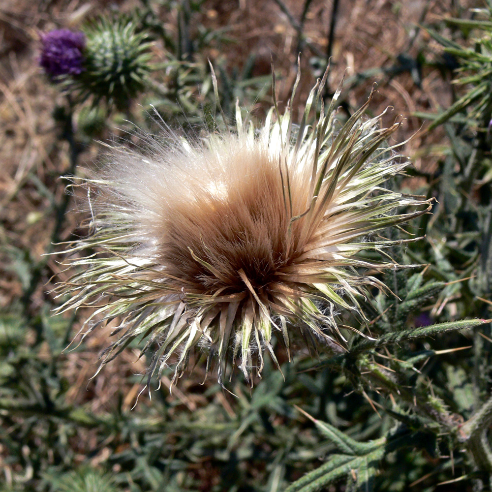 Image of Cirsium vulgare specimen.