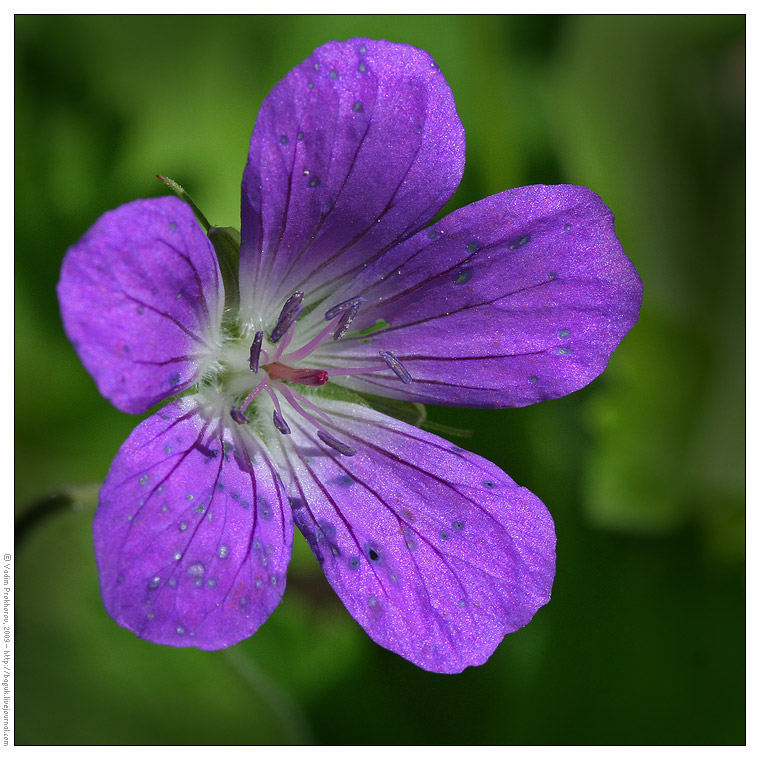 Изображение особи Geranium sylvaticum.