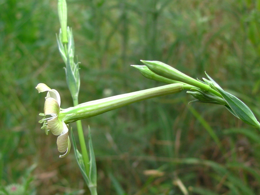 Image of Silene bupleuroides specimen.