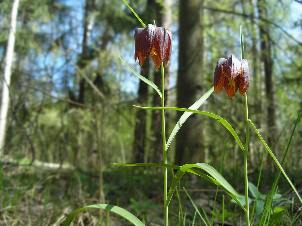 Изображение особи Fritillaria meleagris.