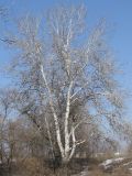 Populus alba. Взрослое дерево. Украина, г. Запорожье, возле оз. Кушугум. 04.03.2012.