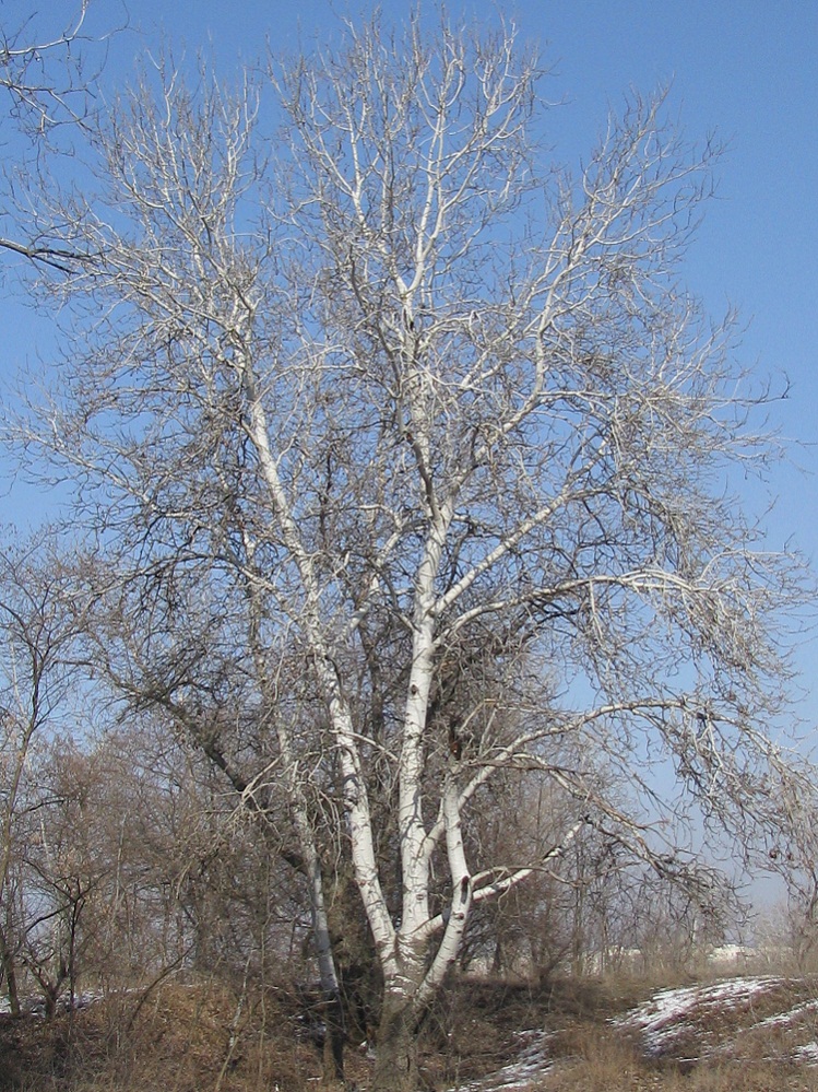 Изображение особи Populus alba.