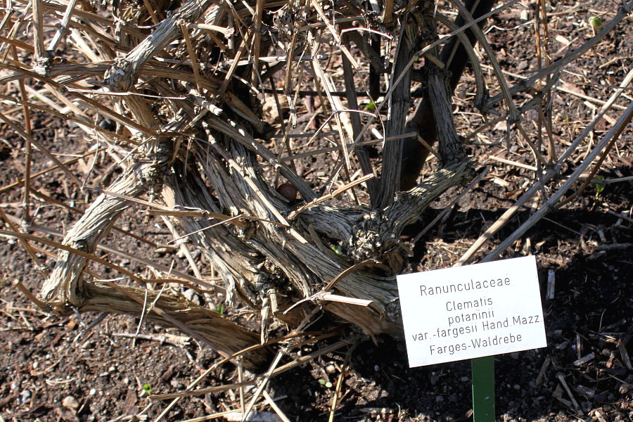 Image of Clematis potaninii specimen.