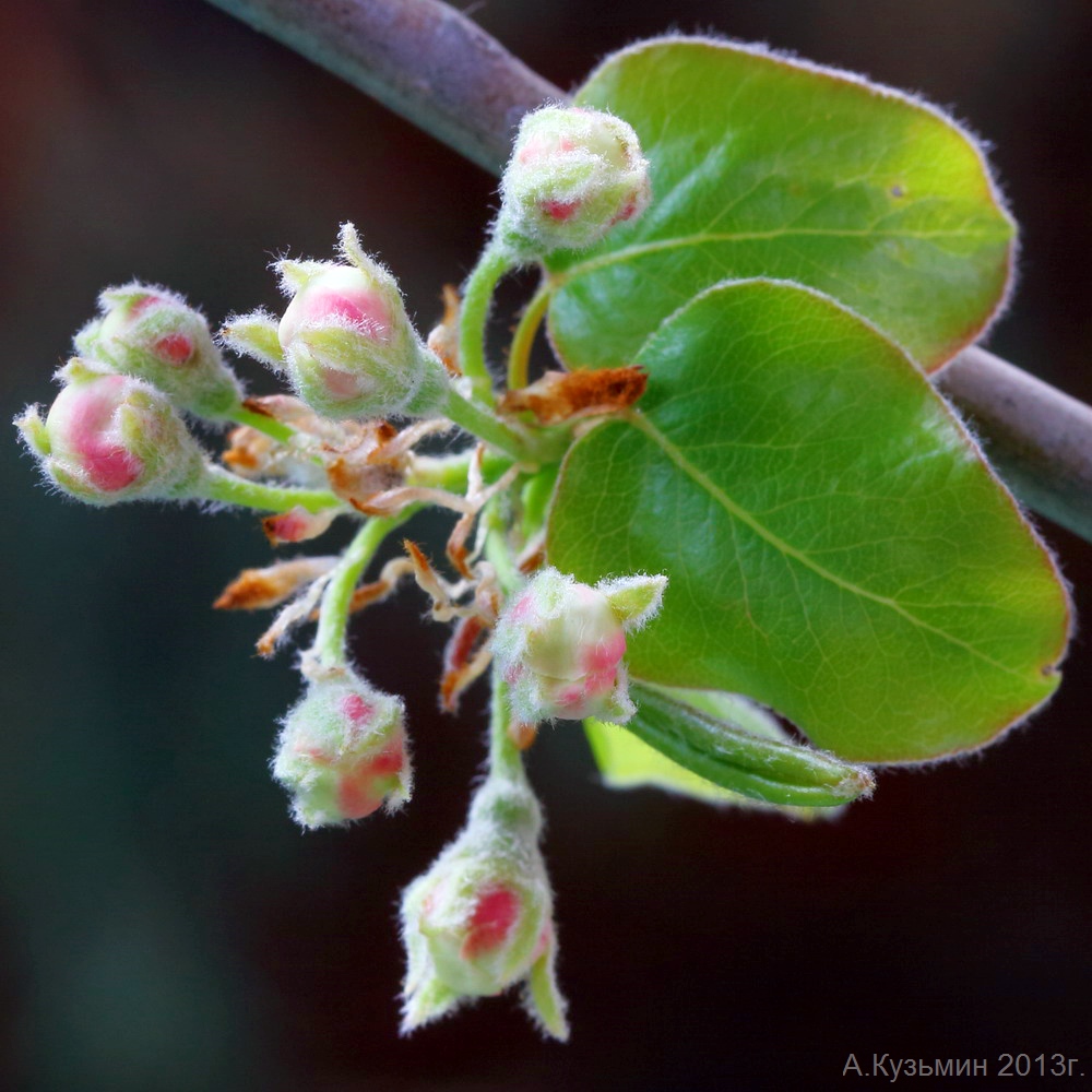 Image of Pyrus communis specimen.