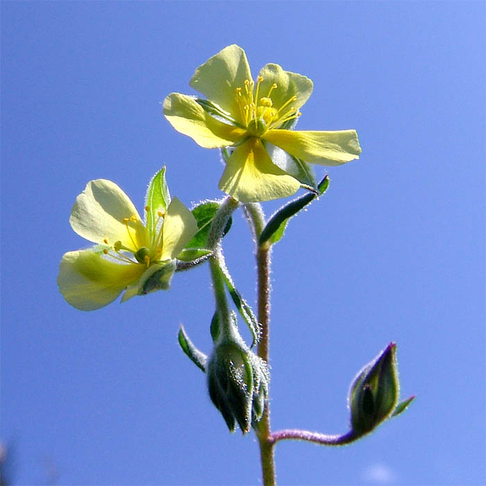 Изображение особи Helianthemum salicifolium.