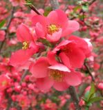 Chaenomeles japonica. Соцветие. Ставропольский край, г. Кисловодск, Курортный парк средний, обильно цветущий куст у гряды \"красных камней\" возле заброшенного здания бассейна. 12.04.2013.