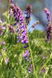 Vicia tenuifolia. Соцветие. Ростовская обл., Неклиновский р-н, Андреево-Мелентьевское с/п, балка Сухая. 10.05.1013.