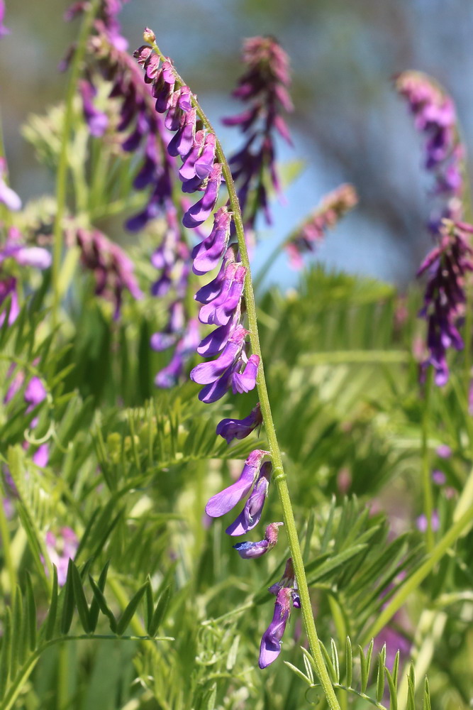 Image of Vicia tenuifolia specimen.