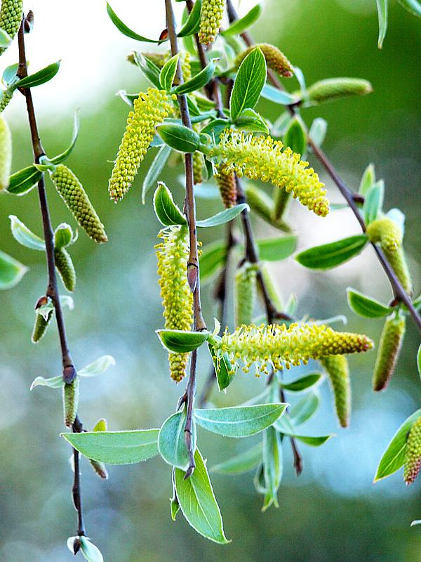 Изображение особи Salix alba.