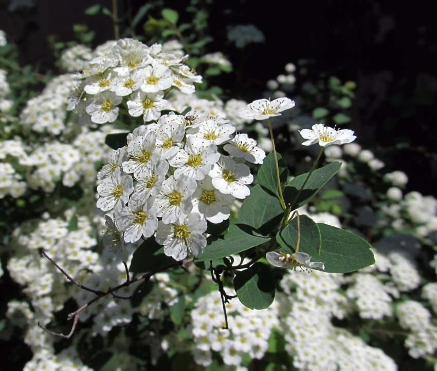 Image of Spiraea × vanhouttei specimen.